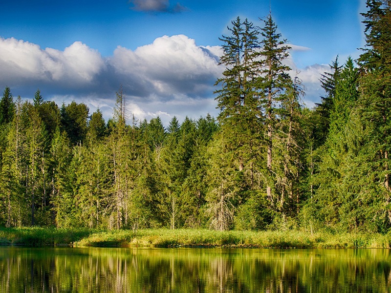 В Вологодской области судом удовлетворены требования природоохранной прокуратуры к Федеральному агентству лесного хозяйства (Рослесхозу) по проведению лесоустройства.