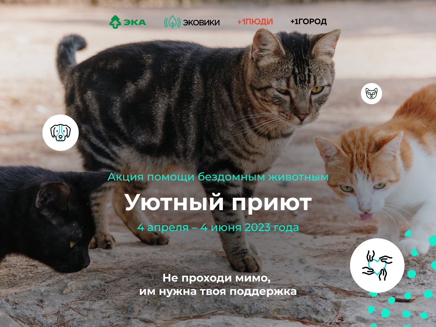 В Вологодской области стартовала акция помощи бездомным животным.