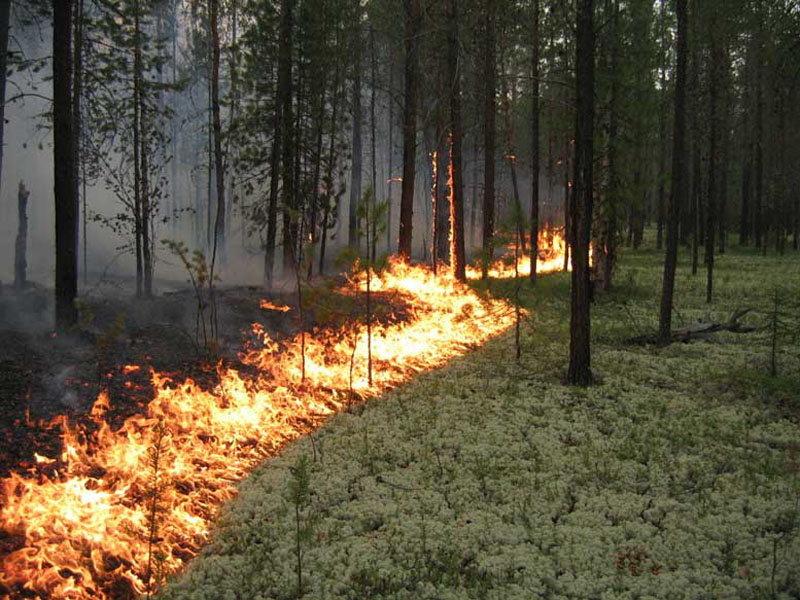 В связи с наступлением пожароопасного периода природоохранная прокуратура разъясняет.