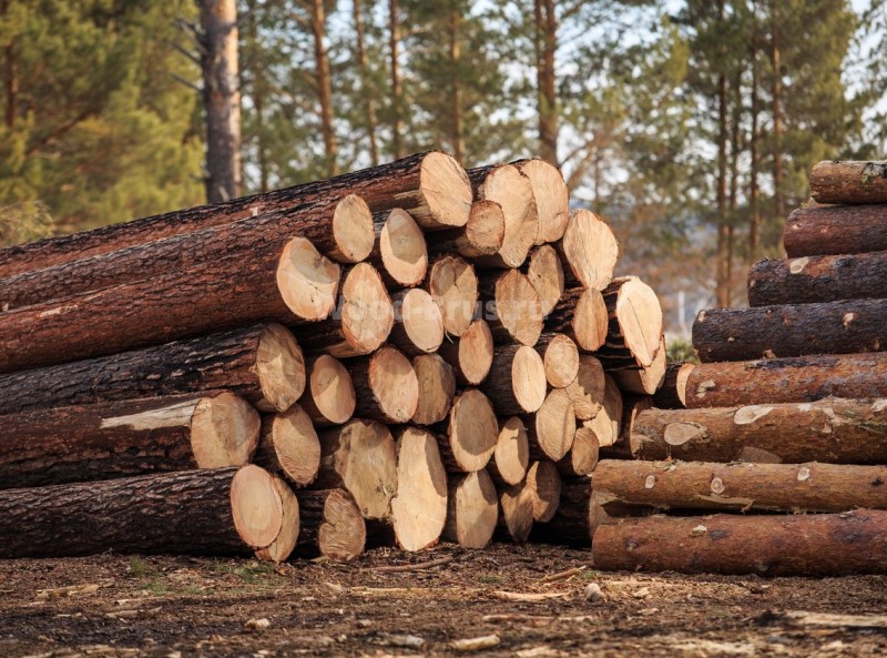 Правительством Российской Федерации определен особый порядок обращения с незаконно заготовленной древесиной.