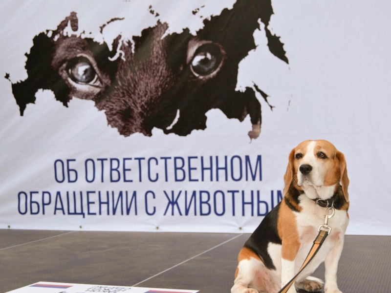 В Вологодской области установлена административная ответственность  за нарушение дополнительных требований законодательства в области обращения с животными.